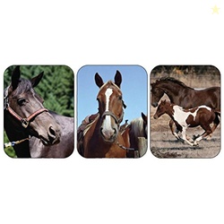 Eureka Horses Real Photos Stickers