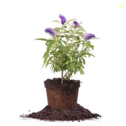 Perfect Plants Nanho Butterfly Shrub 1 Gallon | Live Bush for Outdoor 