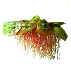 CANTON AQUATICS Red Root Floater Phyllanthus Fluitans - Live Aquarium 