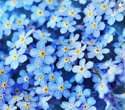 Forget Me Not Seeds - 500 Flower Seeds - Perennial Ground Cover Seed f
