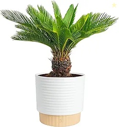 Costa Farms Sago Palm Live Plant in Decorative Pot Easy to Maintain La