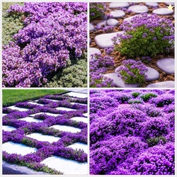 21000+ Creeping Thyme Seeds for Planting Outdoor-Perennial Non-GMO Thy