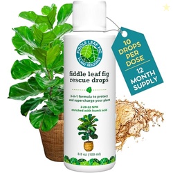 Fiddle Leaf Fig Rescue Drops  Treats Root Rot, Brown Spots, Leaf Drop 