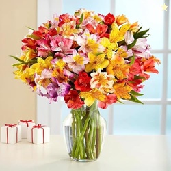 BloomsyBox. 24 Multicolored Alstroemeria Bouquet Flowers, Long Lasting