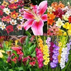 Complete Flower Bulb Garden - 75 Bulbs for 50 Days of Continuous Bloom