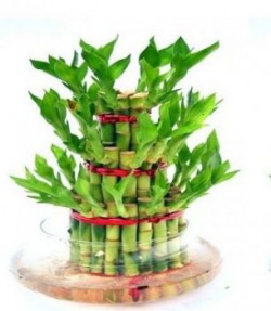 Green plant indoor 3 Layer Lucky Bamboo Plants