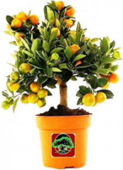 Vamsha Nature Care Live Dwarf Orange Plant Tangerine (Santra) Origin Darjeeling