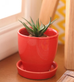 Red Cermaic Glazed Table Top Planter by Gaia