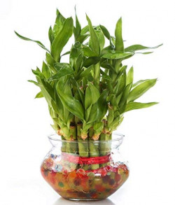 Zaavic 2 Layer Lucky Bamboo Plant with Big Round Glass Bowl and Colored Jelly Balls (Green)