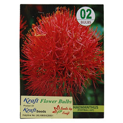 Kraft Seeds Football Lilly Flower Bulb