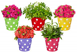 Solimo Corrosion Resistant Hanging Planter - Set of 5 (Round - Red, Green, Yellow, Pink, Purple)