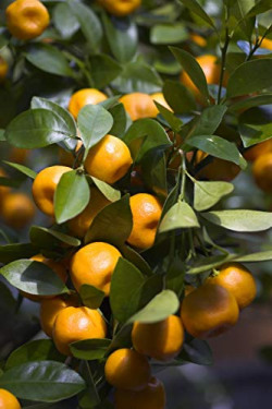 Creative Farmer Live Plants Orange Philippine Lime Plant Air Purifier Plant Plant for All Season (1 Healthy Live Plant)