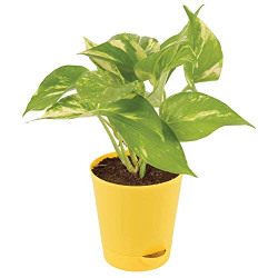 Ugaoo Good Luck Money Plant Variegated With Self Watering Pot