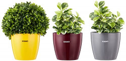 Amazon Brand - Solimo Round Planter, Set of 3 (Claret, Yellow, Grey)