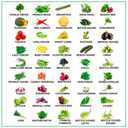 Widson Vegetable Seeds Combo Pack Perfect for Home Gardening Offers 45 Varieties, Multicolor