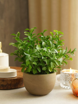 Pure Home and Living Plant with Pot