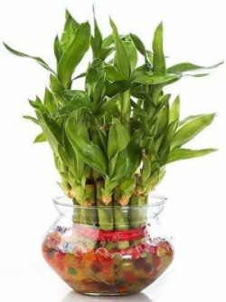 Lioncrown Two Layer Bamboo Plant(Pack of 1)