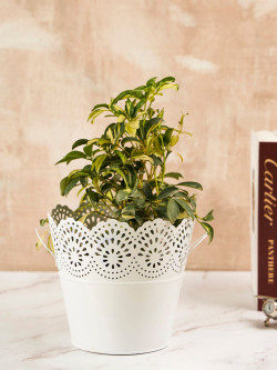 DecorTwist Metal Planter Pot