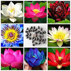 FLARE SEEDS Lotus Mixed Color Flower Seeds Pack of 57 Seeds
