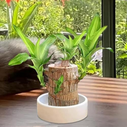 GAYATRI CREATION Bamboo Lucky Wood Good Luck Live Plant Lucky Brazil Wood Potted Plant | Healthy Indoor Live Lucky Brazilian Wood Plant for Living Room | Feng Shui Plant (without Pot pack of 1)