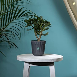TrustBasket Rim Pot 5 inch Table Top Planter Pot (Grey) | Heavy Duty Plastic Indoor and Outdoor Planter for Home Decor.