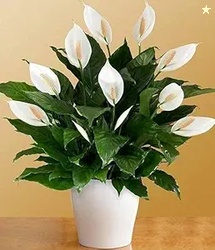 Floryzen Original Live Peace Lily or Spathiphyllum Plant Air purifier 
