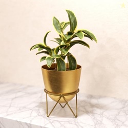 Lifelong Metal Plant Stand Indoor Planter Pot with Stand, Decorative P