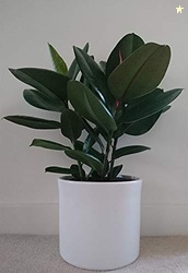 PlantaZee ficus Rubber Plant with Pot for Home Decorative and Hold on 